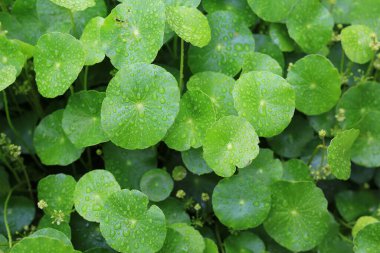 Asya Pennywort, Centella asiatikası üzerindeki su damlasının doğal arka planı.