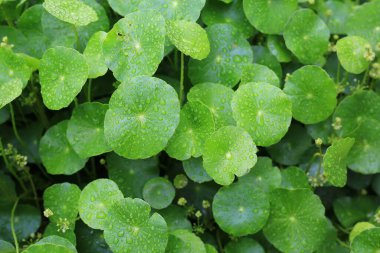 Asya Pennywort 'una su damlası, Centella asiatica.