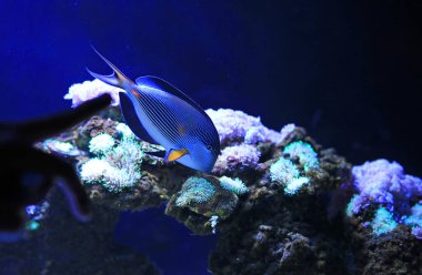 Sohal Tang (Acanthurus sohal) swimming in aquarium tank. clipart