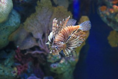 Aslan Balığı (Pterois volitans) akvaryum tankında mercan resiflerine karşı yüzer..