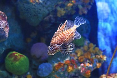 Aslan Balığı (Pterois volitans) akvaryum tankında mercan resiflerine karşı yüzer..