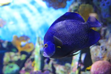 Mavi yüzlü melek balığı (Pomacanthus xanthometopon) akvaryum tankında suyun altında yüzer..