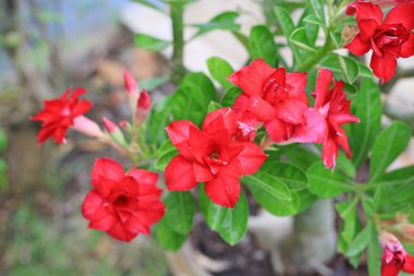 Yakın plan Çöl Gülü veya Adenyum Obesum Çiçeği