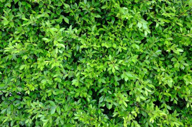 Yeşil duvar arkaplanı. Dekoratif yaprak dokusu.