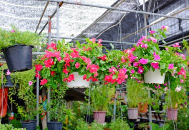 Çiçekçide sallanan kaplarda asılı renkli pembe çiçekler.