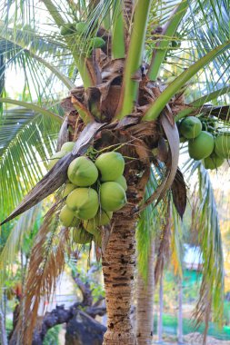 Yakın plan taze hindistan cevizi kümeleri palmiye ağacında.