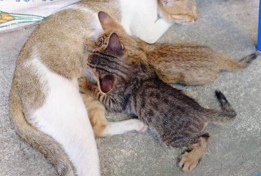 Yakın plan kedi anne kedi yavrusu için süt besliyor ve yerde yatıyor..