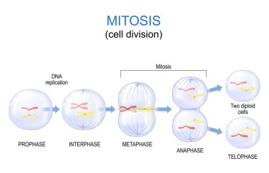 mitosis cell division. Vector diagram. Poster for education clipart