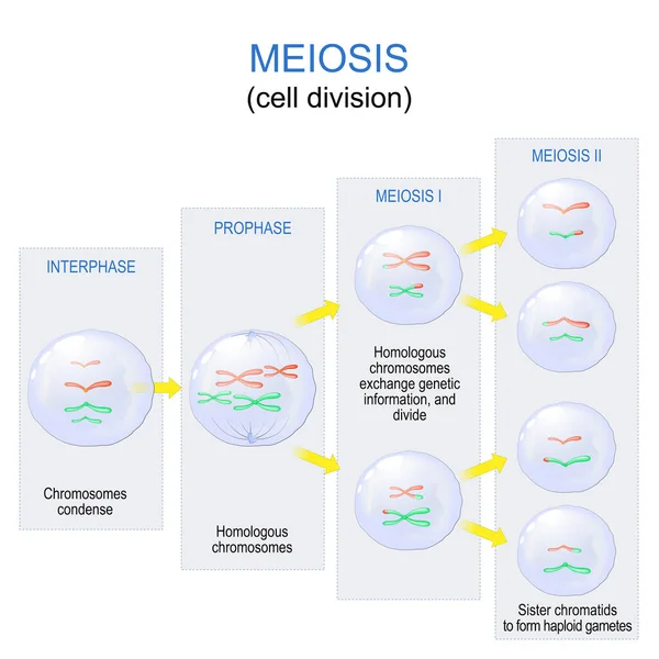 减数分裂 细胞分裂产生配子 如精子或卵细胞 性繁殖 向量图 教育海报 — 图库矢量图片