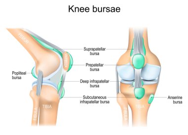 Knee bursae. synovial pockets or sacs that surround the knee joint cavity. Synovial joint anatomy. Frontal and side view of human knee joint. Vector illustration clipart