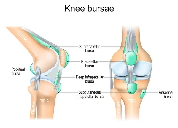 ケニー ブルザエ 膝関節腔を囲む滑膜ポケットや袋 同時関節解剖学 人間の膝関節の正面と側面のビュー ベクターイラスト — ストックベクタ
