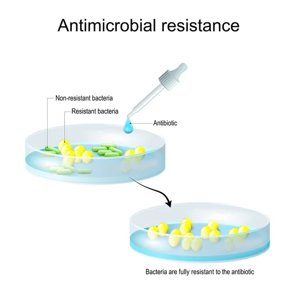 Resistência Antimicrobiana Bactérias Não Resistentes Resistentes Colônias Bactérias Antes Depois — Vetor de Stock