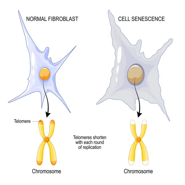 Chromosome Normal Fibroblast Cell Senescence Telomeres Shorten Each Replication Aging — Stock Vector