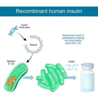 recombinant DNA technology. Recombinant human insulin is synthesized in laboratory by inserting the human insulin gene into Plasmid of bacteria E. coli. Vector poster clipart
