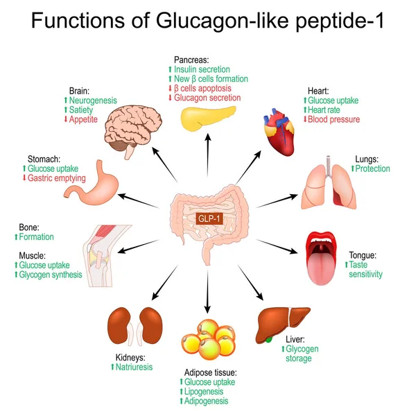 葡萄糖素样肽 1的功能 体重减轻Glp 糖尿病的治疗 肽激素的生理特性 人类的内部器官 矢量图 — 图库矢量图片