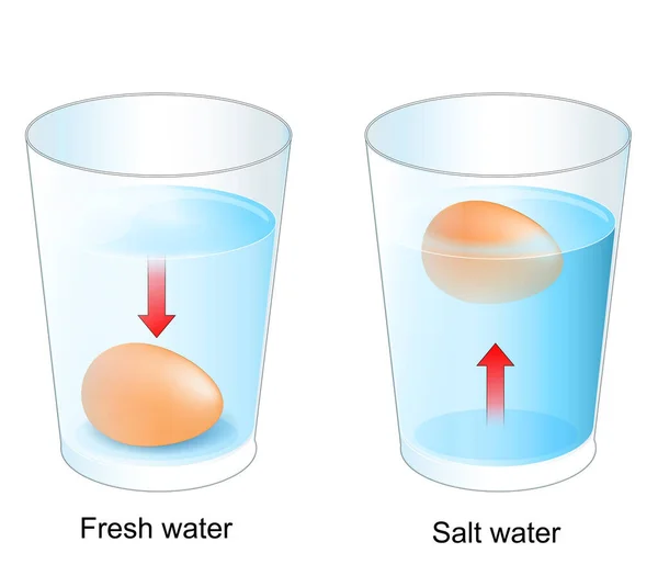 Äggtest Två Glas Med Söt Och Saltvatten Experiment För Barn — Stock vektor