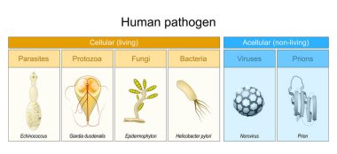 Types of Human pathogen. pathogenic bacteria viruses or fungi can enter the body. Microbe that causes disease. Acellular or non-living, and Cellular or living organism. Vector diagram. Poster clipart