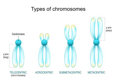 types of chromosomes. Structure of chromosome with centromere, long and short arms. Metacentric, Submetacentric, Acrocentric, Telocentric. transparent Chromosomes with glowing effect on white background. vector poster clipart