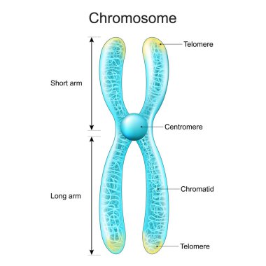 Kromozom yapısı. Genetik materyal Kromatid, Centromere, Short ve Long arms içine paketlenmiş. Metafaz. Parlak efektli saydam kromozom. vektör posteri