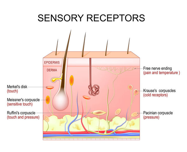 рецепторы чувствительности кожи. Поперечное сечение человеческих слоев кожи со свободным нервным окончанием, диском Меркель, пацинианом, телом Руффини, Краузе и Мейснера. Векторная иллюстрация