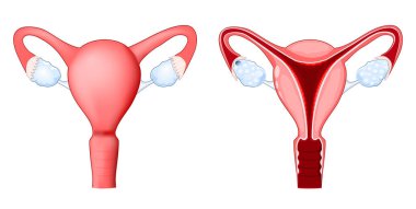 Cross section of human uterus. Front view of a womb. Female reproductive system. The internal sex organs are the vagina, uterus, fallopian tubes, and ovaries. Vector poster