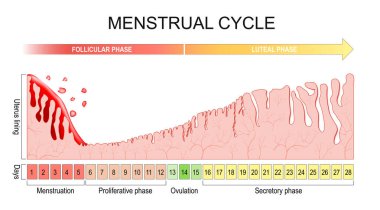 Menstrual cycle. changes in the endometrium during the menstrual cycle. Uterus lining from Menstruation, Proliferative phase to Ovulation and Secretory phase. Luteal and Follicular phase. Vector poster clipart