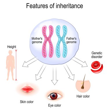 Miras özellikleri. Kromozom miras teorisi. Ebeveyn genomlu hücre ve deri, saç ve göz rengi, genetik bozukluk ve boy gibi kalıtsal özelliklerin izini sür. Mendel 'in Ayrımcılık, Bağımsız Çeşitlilik ve Halkla İlişkiler Yasası