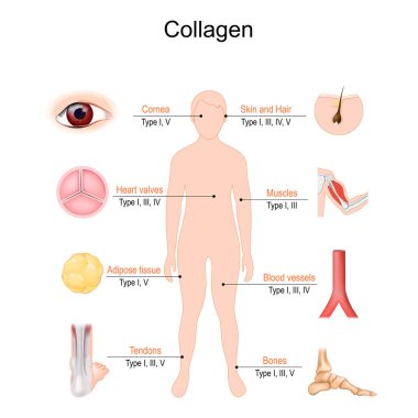 collagen types. The most common types of collagen protein. Collagen is the main structural protein in bones, muscles, Tendons, ligaments, Blood vessels, skin and hair. Vector poster