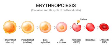 Erythropoiesis. Formation and life cycle of red blood cells from stem cell to Normoblast, Reticulocyte and Erythrocyte. Vector poster clipart