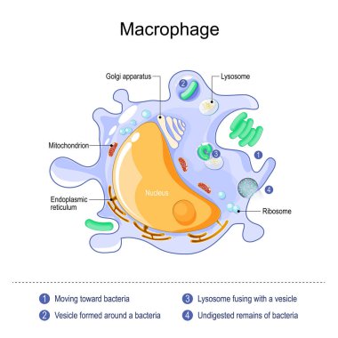 macrophage anatomy. structure of immune cell. Process phagocytosis of a bacterium with formation of phagosome and phagolysosome. white blood cell of the innate immune system that engulfs and digests pathogens, cancer cells, microbes