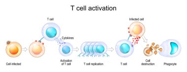 Activation of leukocytes. T-cell encounters its cognate antigen on the surface of an infected cell. T-cells direct and regulate immune responses and attack infected or cancerous cells. Cell-mediated immunity. The Adaptive and Innate immune system. ve