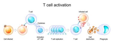 Activation of leukocytes. T-cell encounters its cognate antigen on the surface of an infected cell. T-cells direct and regulate immune responses and attack infected or cancerous cells. Cell-mediated immunity. The Adaptive and Innate immune system. ve clipart