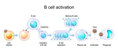 Activation of B cell leukocytes. transparent realistic cells of Adaptive and Innate immune system. vector poster clipart