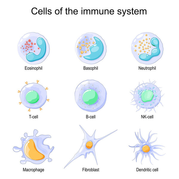 Cells of the immune system. White blood cells or leukocytes Eosinophil, Neutrophil, Basophil, Macrophage, Fibroblast, and Dendritic cell. Vector illustration