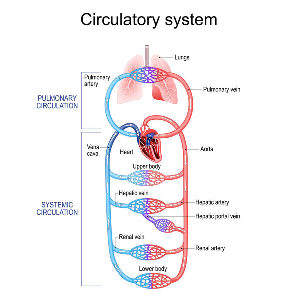 Circulatory system. Human bloodstream. Pulmonary Circulation in lungs, and Systemic Circulation in Renal artery, Hepatic portal vein, Aorta, Vena cava, Hepatic artery and Heart to other internal organs. Vector poster for education