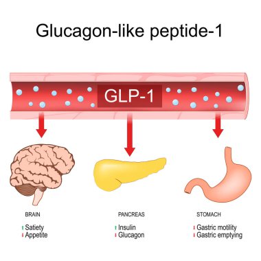 Glucagon-like peptide-1. weight loss. Physiological functions of GLP-1: promote satiety and insulin release, inhibit glucagon secretion, appetite, Gastric motility and emptying. target organs for peptide hormone. Treatment of diabetes. vector diagram
