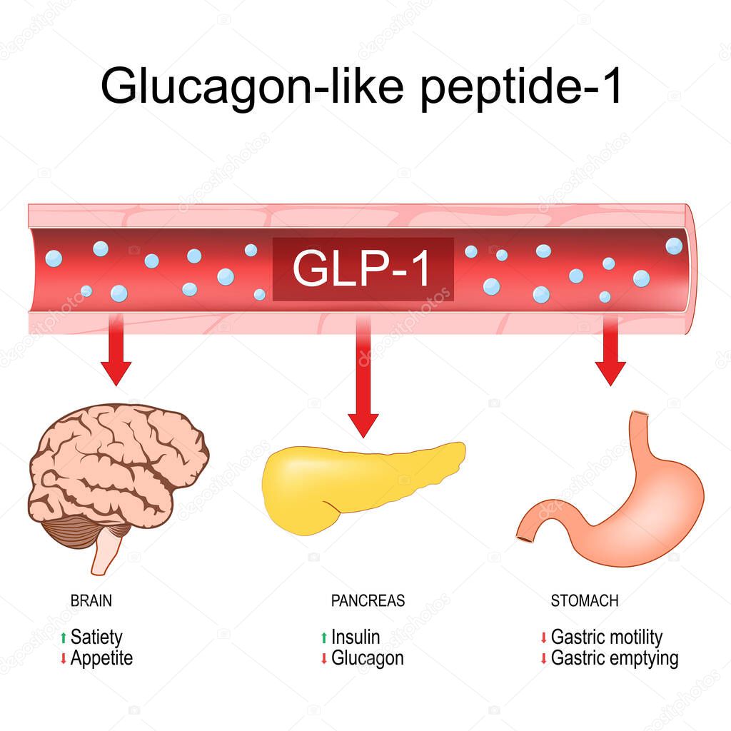 Glucagonlike peptide1. weight loss. Physiological functions of GLP1