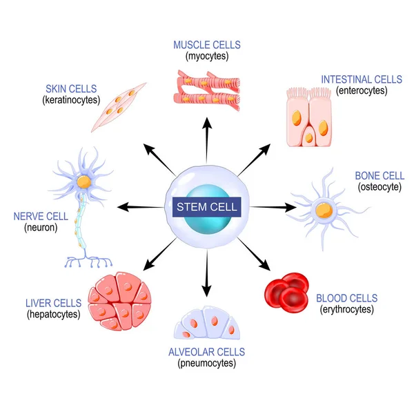 Vücuttaki Herhangi Bir Dokuya Dönüşebilen Blastosistin Kök Hücreleri Örneğin Nöron — Stok Vektör