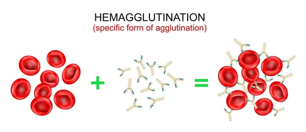 Hemaglutinação Hemaglutinação Forma Específica Aglutinação Anticorpos Ligam Antígenos Formam Aglomerado — Vetor de Stock