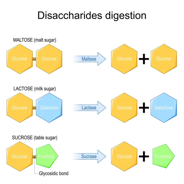 Disacharidy Trávení Enzymy Působí Molekuly Disacharidů Chemická Reakce Sacharóza Laktóza — Stockový vektor
