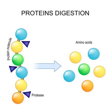 Protein sindirimi. Enzimler protestolar, sindirimin proteini tek amino asitlere ayırıp kana katması anlamına gelir. Vektör illüstrasyonu