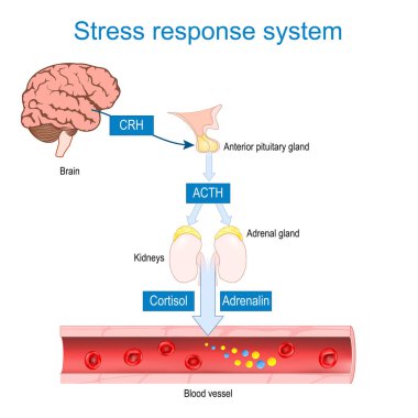 Stres tepki sistemi. Savaş ya da kaç tepkisi. Kortikotropin salgılama ve Adrenokortikotropik hormonlar. Stres hormonu salgısı. Kortizol ve adrenalin adrenal korteks tarafından üretiliyor. Vektör İllüstrasyonu