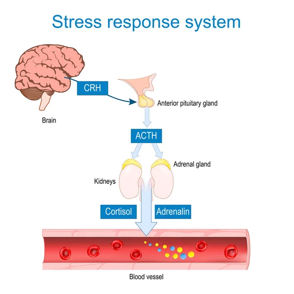 ストレス応答システム 戦闘または飛行中の応答 どのようにコルチコトロピン放出の働き アドレノコトロピンホルモン ストレスホルモン分泌 副腎皮質によって産生されるコルチゾールとアドレナリン ベクターイラスト — ストックベクタ
