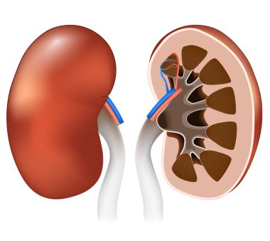 Böbrek anatomisi. Ön manzara ve insan böbreklerinin çapraz kesimi. Eğitim için vektör posteri. Gerçekçi illüstrasyon. Böbrek, omurgalılarda dışkılama sisteminin eşleşmiş bir organıdır.. 
