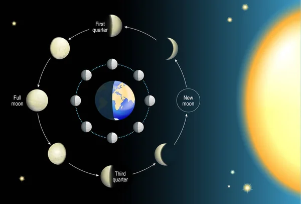 ムーンフェイズ 月の相は地球と太陽の周りの軌道上の月の位置に依存する 月の動き 8月8日 現実的なベクトル図 — ストックベクタ