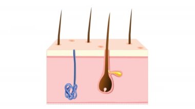 Derisi termoregülasyonda. Vücut ısısı düzenlemesi. Vücut çok sıcaksa, kan damarları genişler. Ter bezleri daha fazla ter üretir, bu da deriyi soğutmak için buharlaşır. Deriden gelen ısı ve terleme. Mekanizma vücut sıcaklığı düzenlemesi