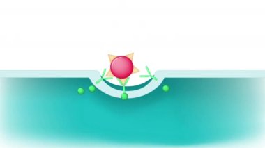 Endoksitozis. fagositoz (hücre yeme)).