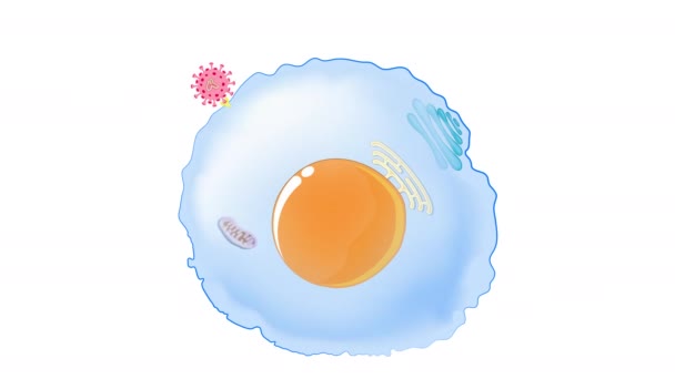 Κύκλος Ζωής Ιών Coronavirus Γρίπη Κρυολόγημα Και Γρίπη Animate — Αρχείο Βίντεο