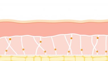cilt yaşlanma. Genç ve yaşlı bir insanın teni arasındaki fark