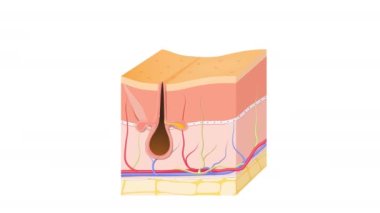 Saç kökü, ter ve yağ bezleriyle insan derisi katmanları. Epidermis, deri, deri altı ve kas dokusu.